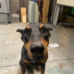 Meet your Posher, Emad